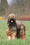 BRIARD 231